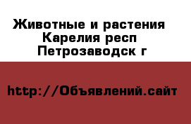  Животные и растения. Карелия респ.,Петрозаводск г.